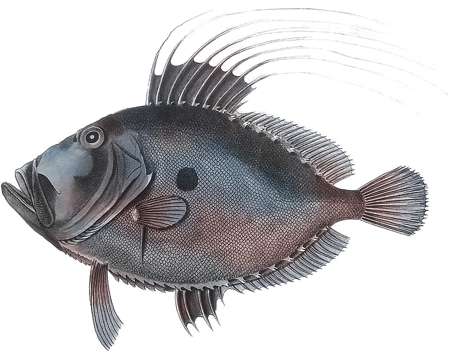 Fruits De Mer Broadstairs Fresh Local Fish